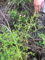 Galium tinctorium