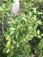 Metrosideros fulgens