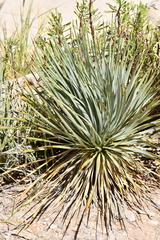 Yucca rostrata
