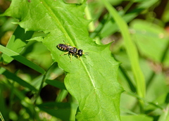 Ectemnius lapidarius