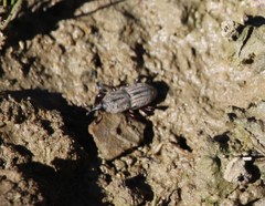 Sphenophorus compressirostris