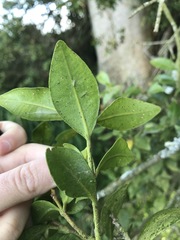 Metrosideros fulgens