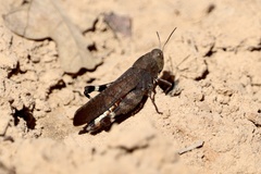 Arphia xanthoptera