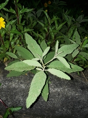 Varronia curassavica