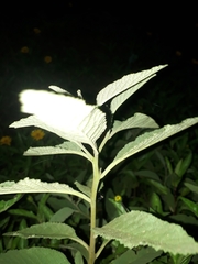 Varronia curassavica