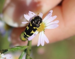 Acmaeodera macra