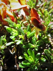 Pultenaea microphylla