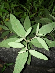 Varronia curassavica