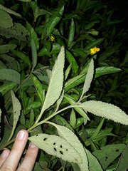 Varronia curassavica