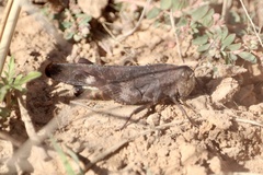 Arphia xanthoptera