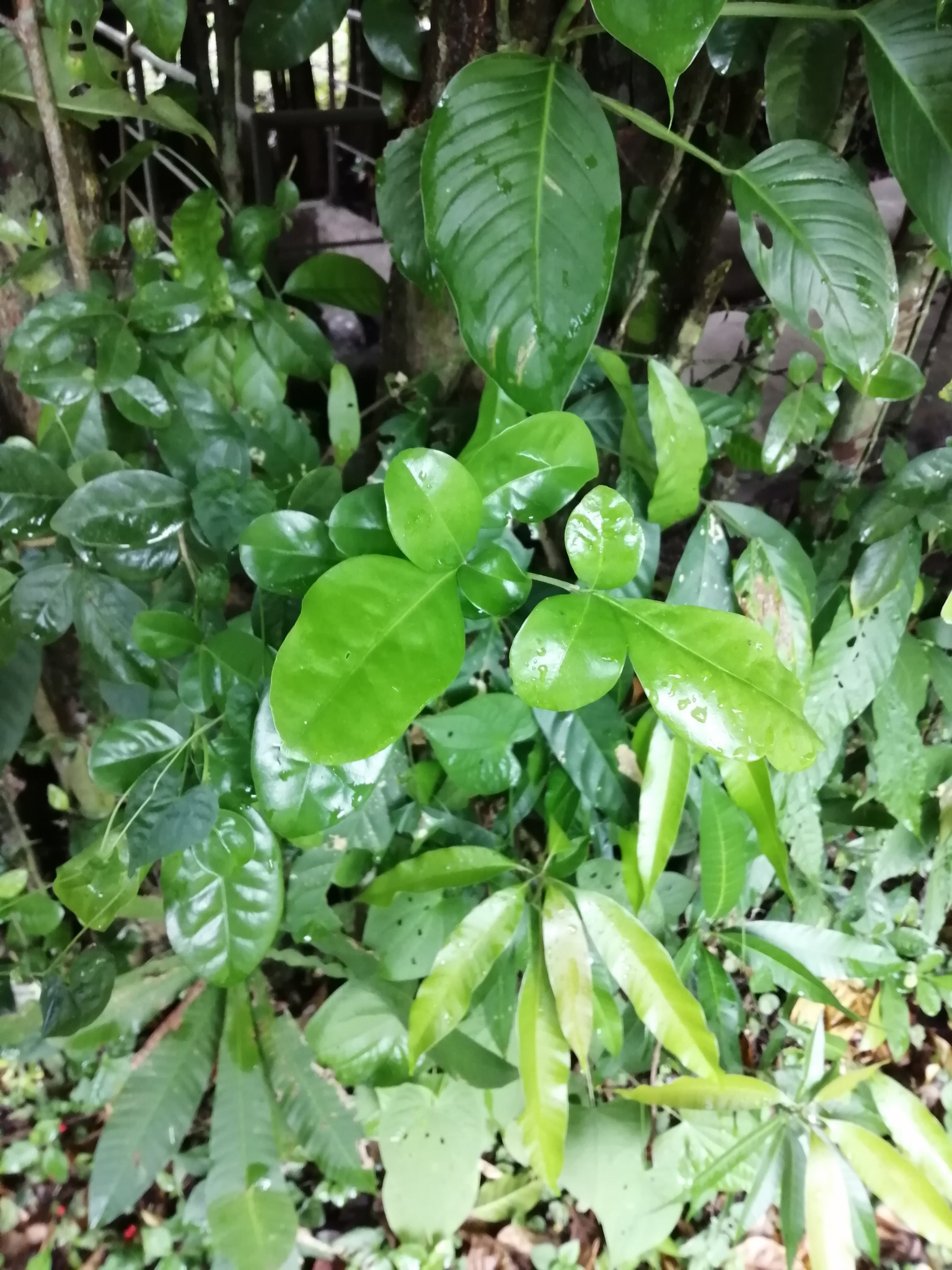 Imagem de Limão-cravo