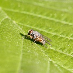 Pygophora apicalis