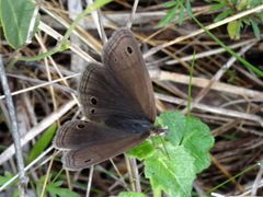Stegosatyrus periphas