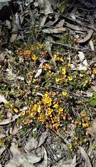 Pultenaea microphylla