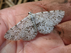 Thallogama corticola