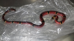 Pliocercus elapoides