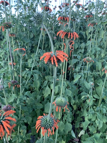 lion's ear
