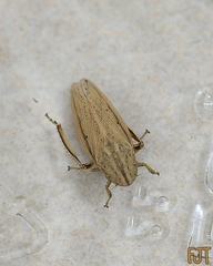Prairiana