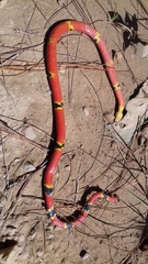 Pliocercus elapoides