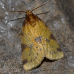 Azenia obtusa