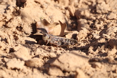 Hippiscus ocelote