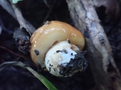 Hygrophorus subsalmonius