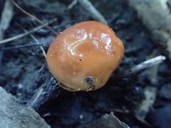 Hygrophorus subsalmonius