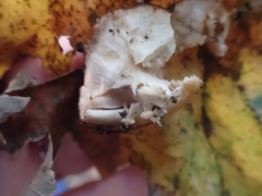 Hygrophorus subsalmonius