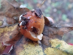 Hygrophorus subsalmonius