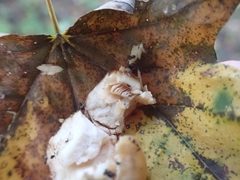 Hygrophorus subsalmonius