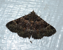 Metalectra tantillus