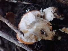 Hygrophorus subsalmonius