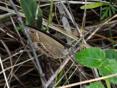 Stegosatyrus periphas