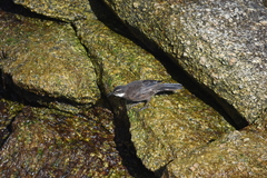 Cinclodes nigrofumosus