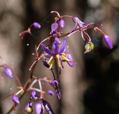 Dianella caerulea producta