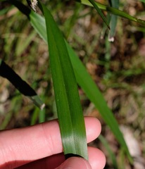 Dianella caerulea producta