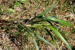 Dianella caerulea producta