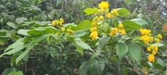 Senna nitida