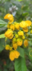 Senna nitida