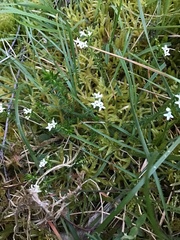 Asperula scoparia