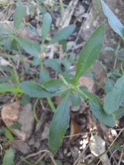 Dyschoriste linearis