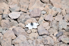 Phulia nymphula nymphula
