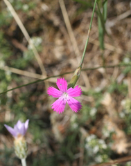 Dianthus caucaseus