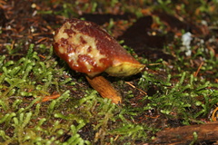 Aureoboletus mirabilis