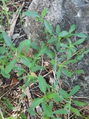 Dyschoriste linearis