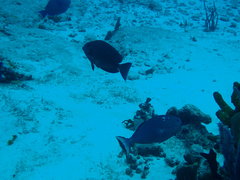 Xanthichthys ringens