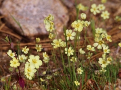 Hesperomecon linearis