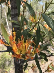 Dendrophthoe glabrescens