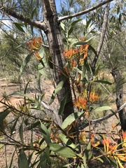 Dendrophthoe glabrescens