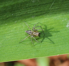 Oxyopes elegans
